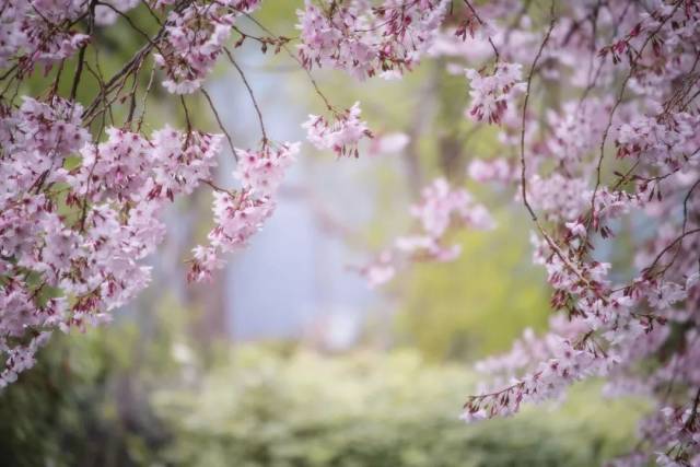 踏春 待到山花烂漫时,你在丛中笑.