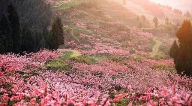 百亩桃花谷|初春带你遨游漫山遍野桃花林,三生三世十里桃花美如画,99