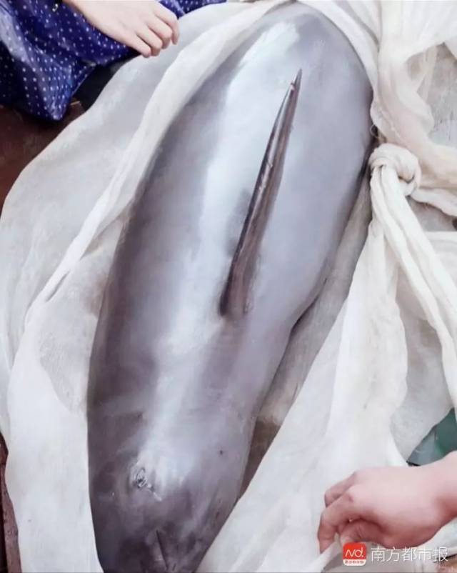 江豚被捕出售，俩小伙凑了1410元买下放生