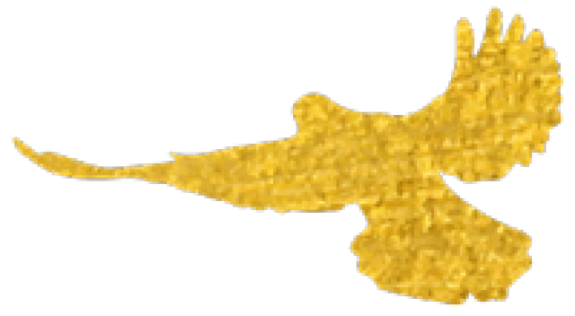 【团小骄傲】那个上过央视《军事频道》的90后军嫂,是光明团结小