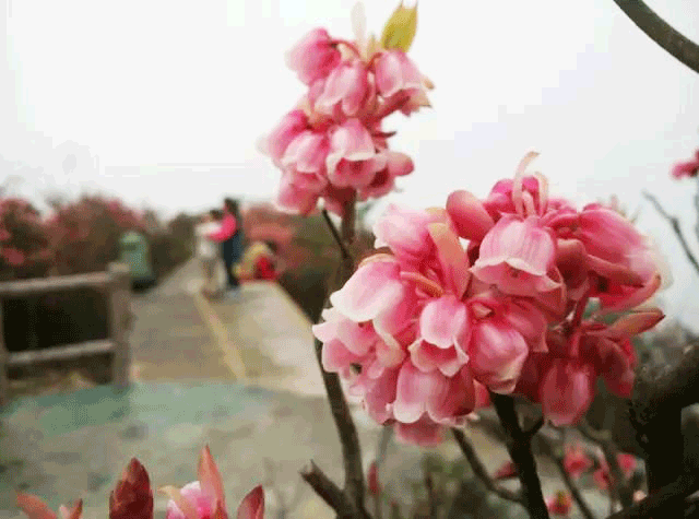 但3月初至3月中旬,才是去大明山赏灯笼花海的最佳时机.