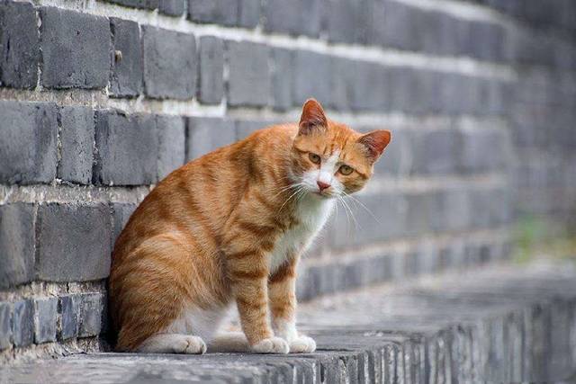 我国的黄狸猫,被称为中国虎斑猫,目前正在申请纯血统认证