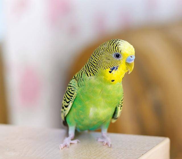 可爱的虎皮鹦鹉吃什么才更健康?科学的喂养方