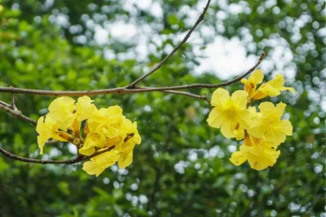 禅城中山公园的黄花风铃木则和百花斗艳,使整个公园变得五颜六色,姹