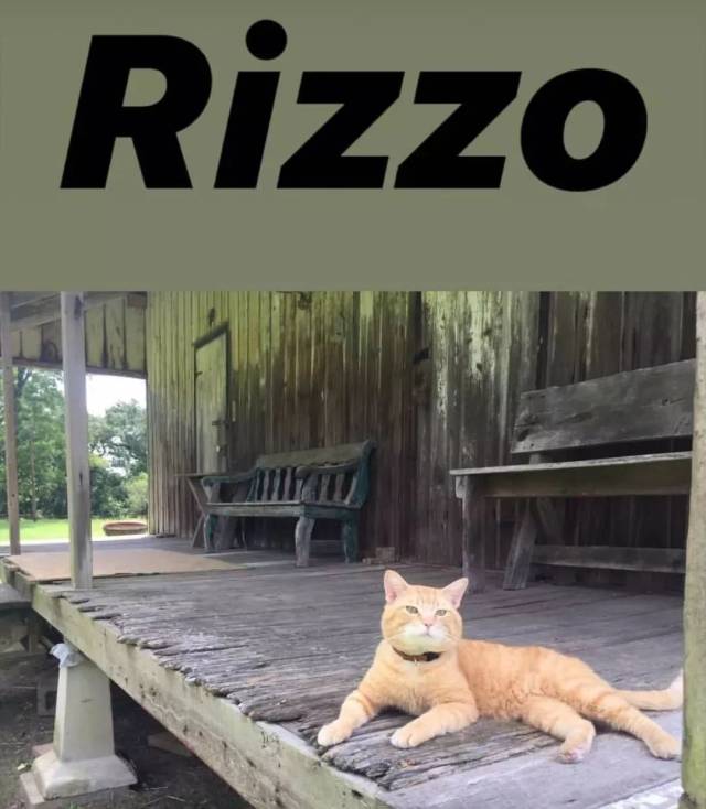 《惊奇队长》的主角居然是一只橘猫?!