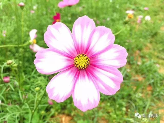 看格桑花何必去西藏?埔田的饶平村就有一片梦幻花海!