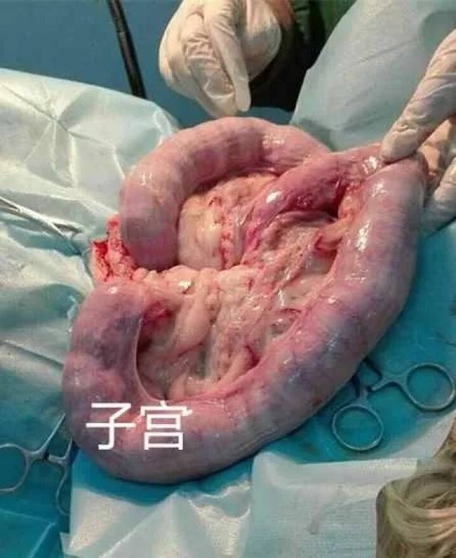 猫切蛋蛋后性格变温顺,主人希望我们把蛋蛋再安回去.