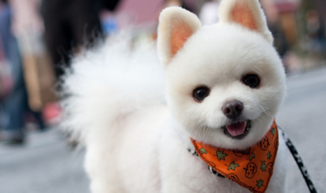 博美尿少是喝水的问题吗,博美尿少是不喝水的