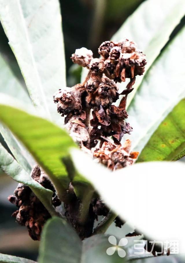 未来半年至少还有4个雨季！据说地产枇杷已经遭