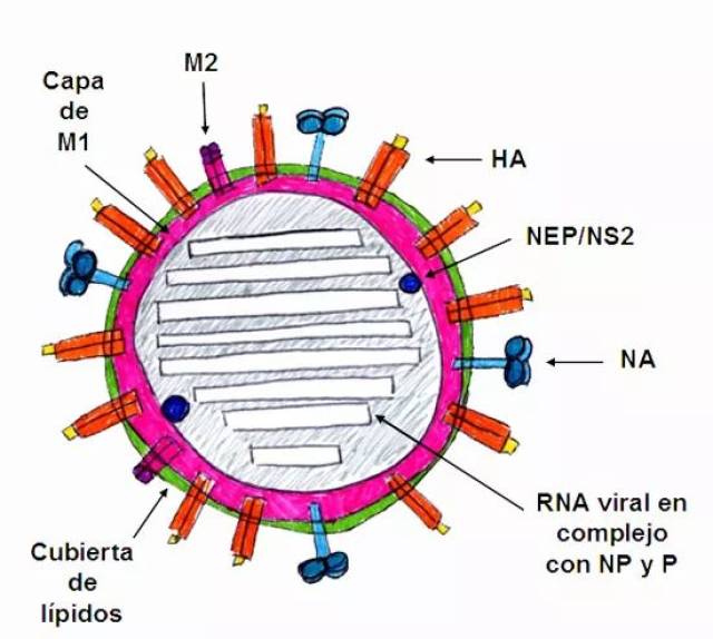 图1.甲型流感病毒(iav)结构模拟图