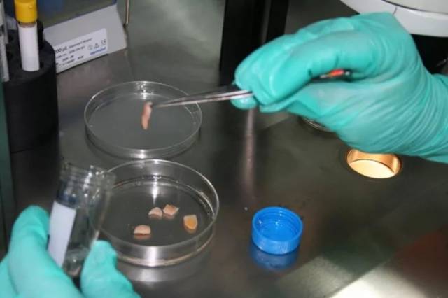 女性生育力保存之