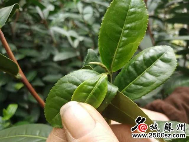 未来半年至少还有4个雨季！据说地产枇杷已经遭