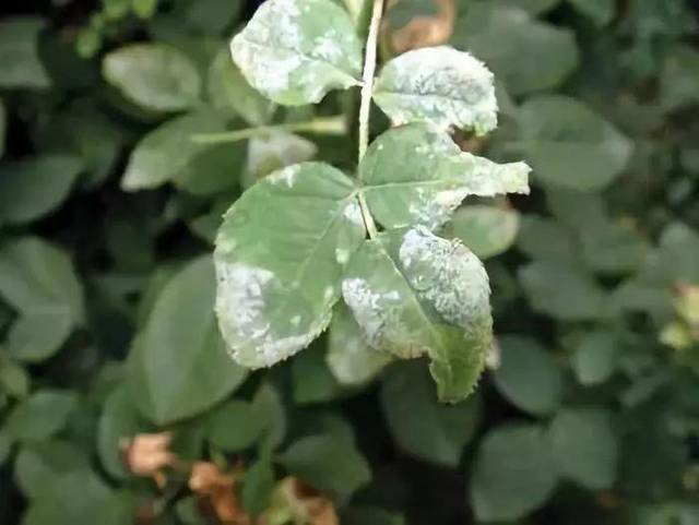 食醋能提高植株的抗病能力, 月季白粉病,杜鹃黑斑病,牡丹烟煤病,兰花