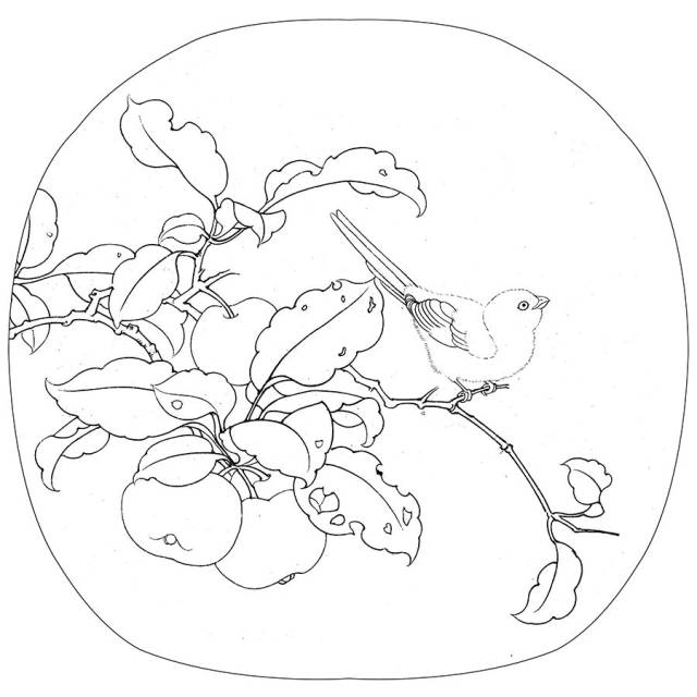 花鸟画丨白描稿
