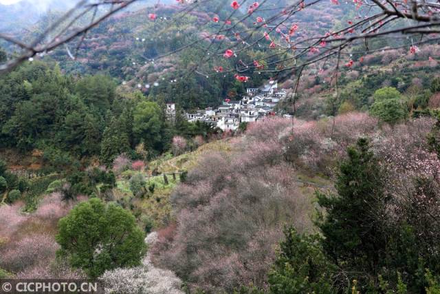 2019年2月22日在安徽省黄山市歙县卖花渔村拍摄的梅.