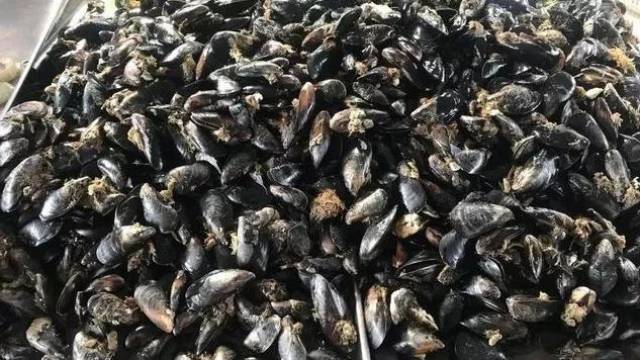 桃花虾,海虹……烟台早春海鲜上市啦!又肥又大还便宜!