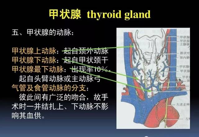 【干货】3d动画详解颈椎结构,颈部解剖课件