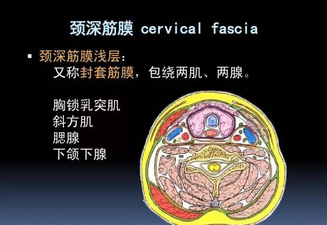 【干货】3d动画详解颈椎结构,颈部解剖课件