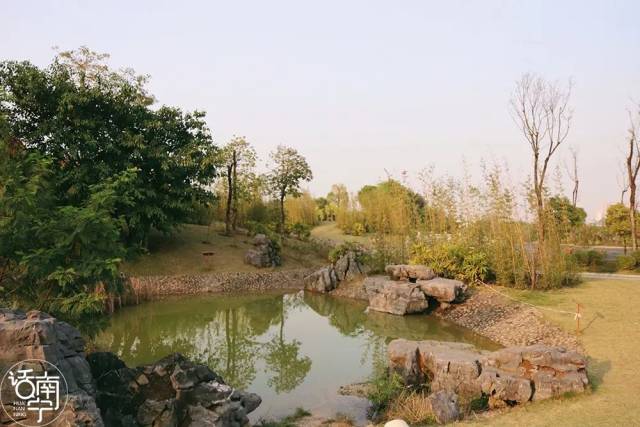 南宁大片黄花风铃木开满山头就在江南公园赏花爬山游湖赶紧约