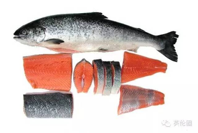 三文鱼(salmon)