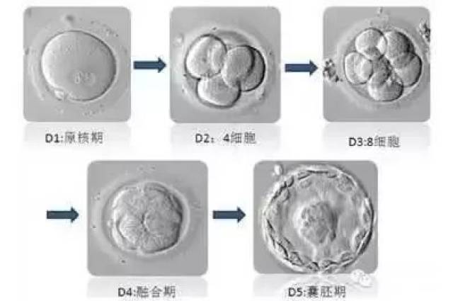 女性生育力保存之