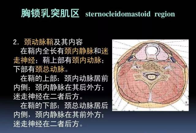 【干货】3d动画详解颈椎结构,颈部解剖课件