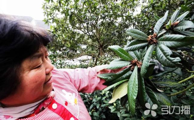 未来半年至少还有4个雨季！据说地产枇杷已经遭