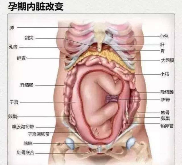 怀孕后妈妈的内脏都被挤到哪去了?网友看完:都得孝顺自己妈妈!