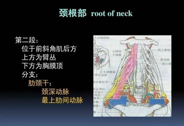 【干货】3d动画详解颈椎结构,颈部解剖课件