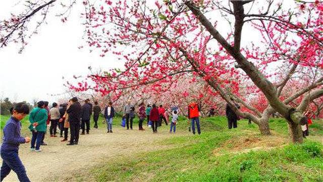 三生三世三十岗十里桃花笑春风中国·合肥桃花节,9.9元钜惠开抢