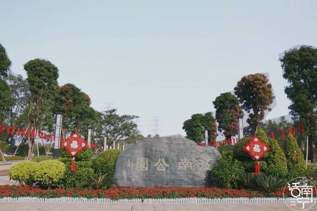 南宁大片黄花风铃木开满山头就在江南公园赏花爬山游湖赶紧约