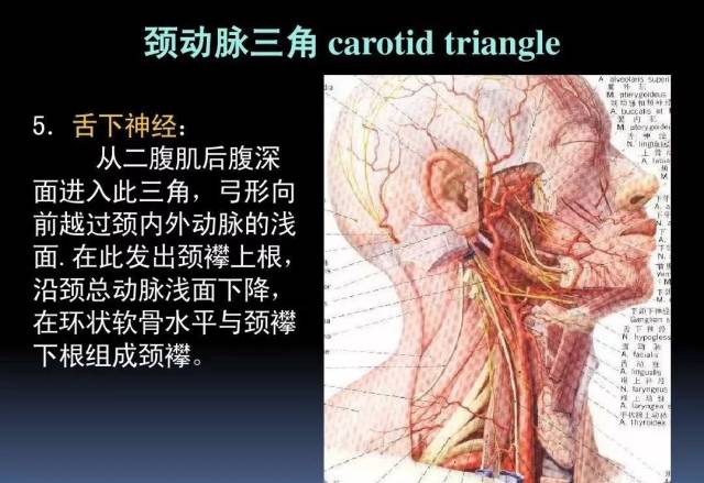【干货】3d动画详解颈椎结构,颈部解剖课件