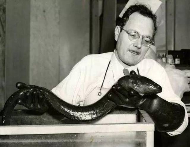 亚马逊河横着走的顶级杀手,食人鱼躲着走,鳄鱼