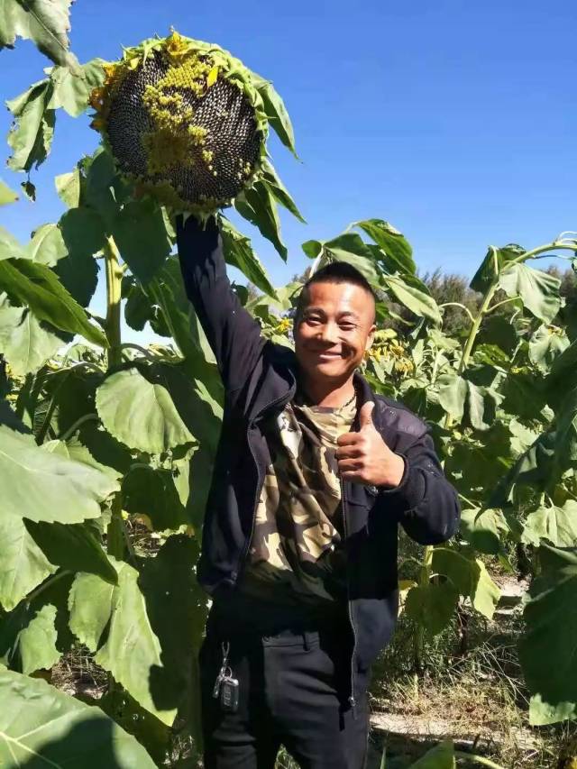 成熟期:不易得病,花盘直径平均3,40cm以上 株高一致,花盘大,结实好