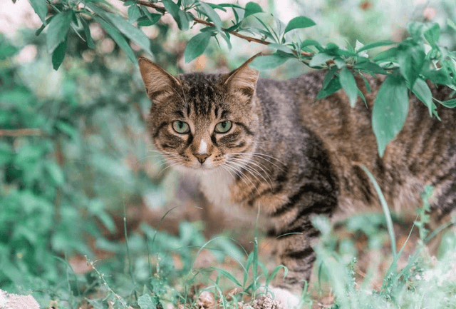 作为我国唯一被认证的品种猫,狸花猫的优点,可不仅只有"皮实"