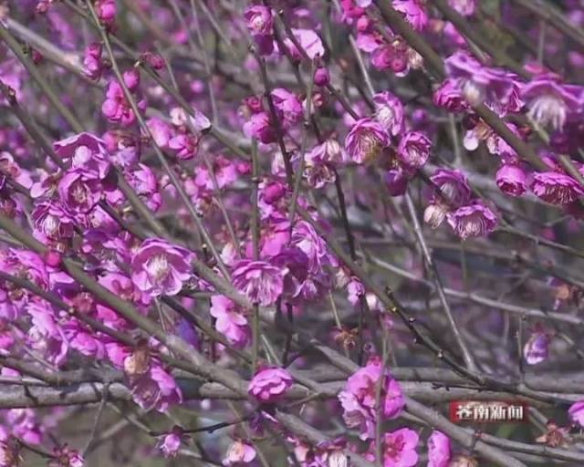 近段时间,金乡镇梅峰公园梅意盎然,一千多棵梅花陆续开放,将公园妆点