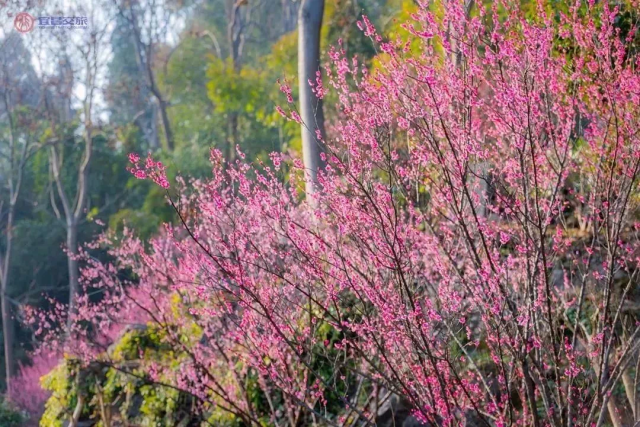 梅花开了宜昌赏梅地图新鲜出炉错过又要等一年