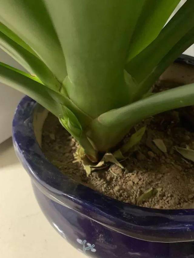 蝴蝶兰花后剪这里,包层塑料膜,10天又能长花箭!