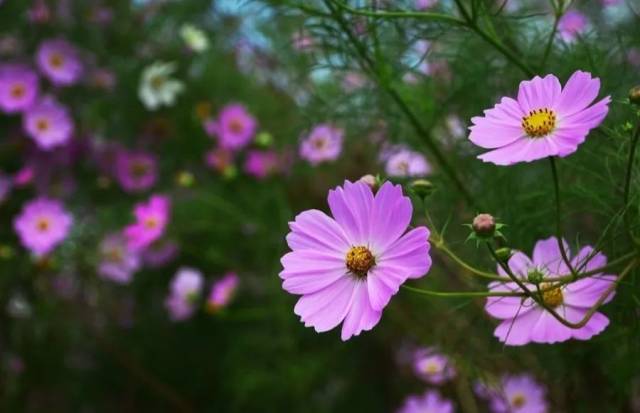 一起欣赏这"幸福花"吧