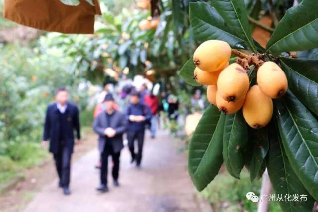 枇杷节开幕啦!从化这里有万斤枇杷等你来“盘