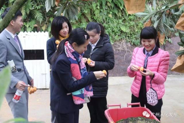 枇杷节开幕啦!从化这里有万斤枇杷等你来“盘