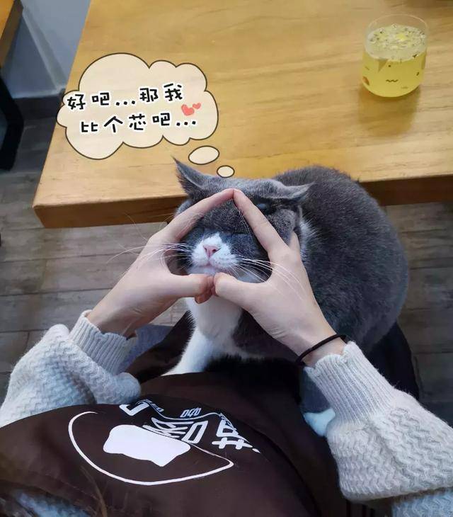 猫奴最不愿分享的撸猫圣地,藏在梅林一座大厦里!