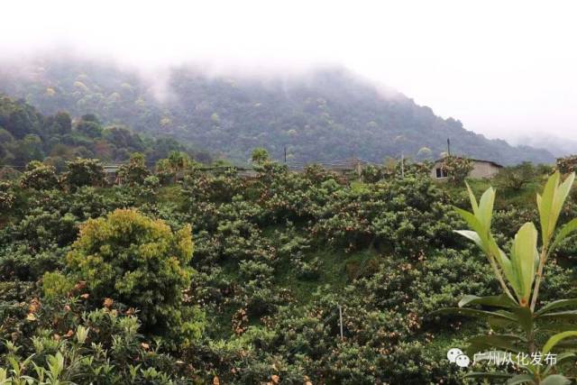 枇杷节开幕啦!从化这里有万斤枇杷等你来“盘