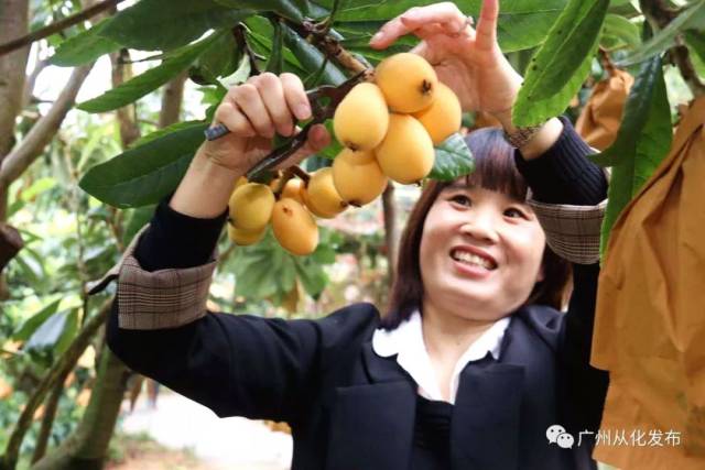枇杷节开幕啦!从化这里有万斤枇杷等你来“盘