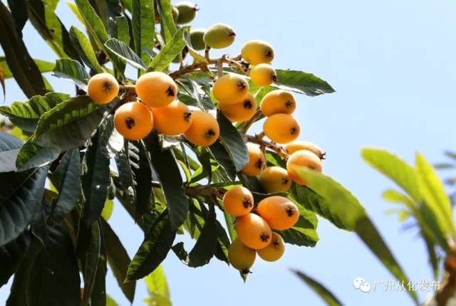 枇杷节开幕啦!从化这里有万斤枇杷等你来“盘