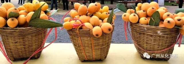 枇杷节开幕啦!从化这里有万斤枇杷等你来“盘