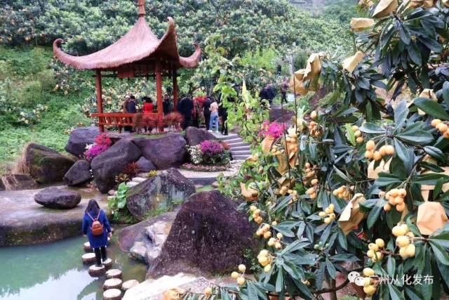 枇杷节开幕啦!从化这里有万斤枇杷等你来“盘