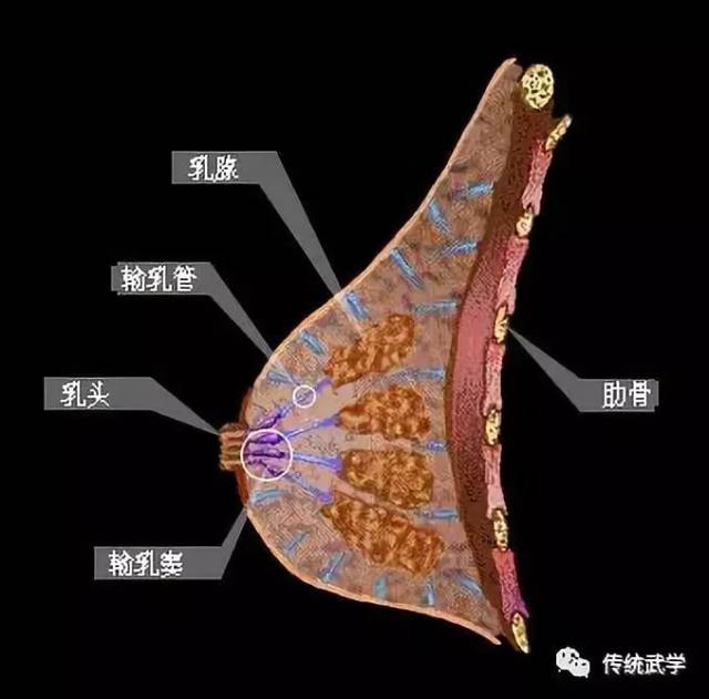 女性生殖器解剖