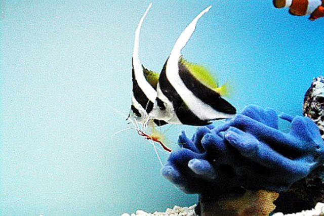 细数海水缸中较易饲养的10种蝶鱼