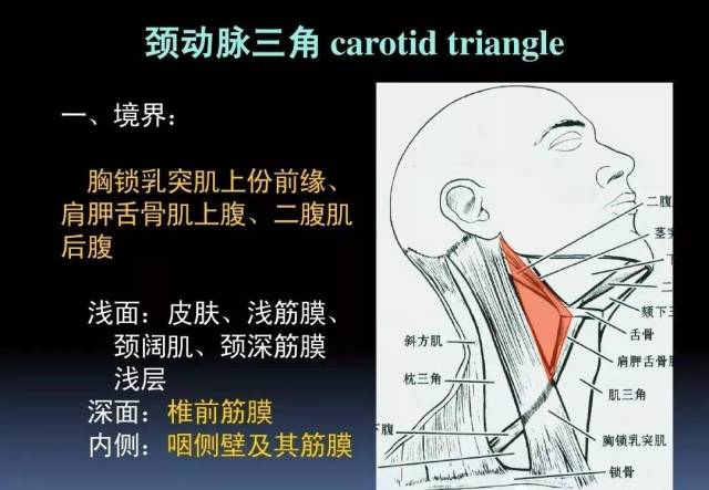 图文详解颈部解剖结构